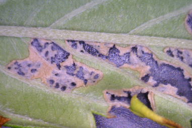 Insecticidas para marihuana