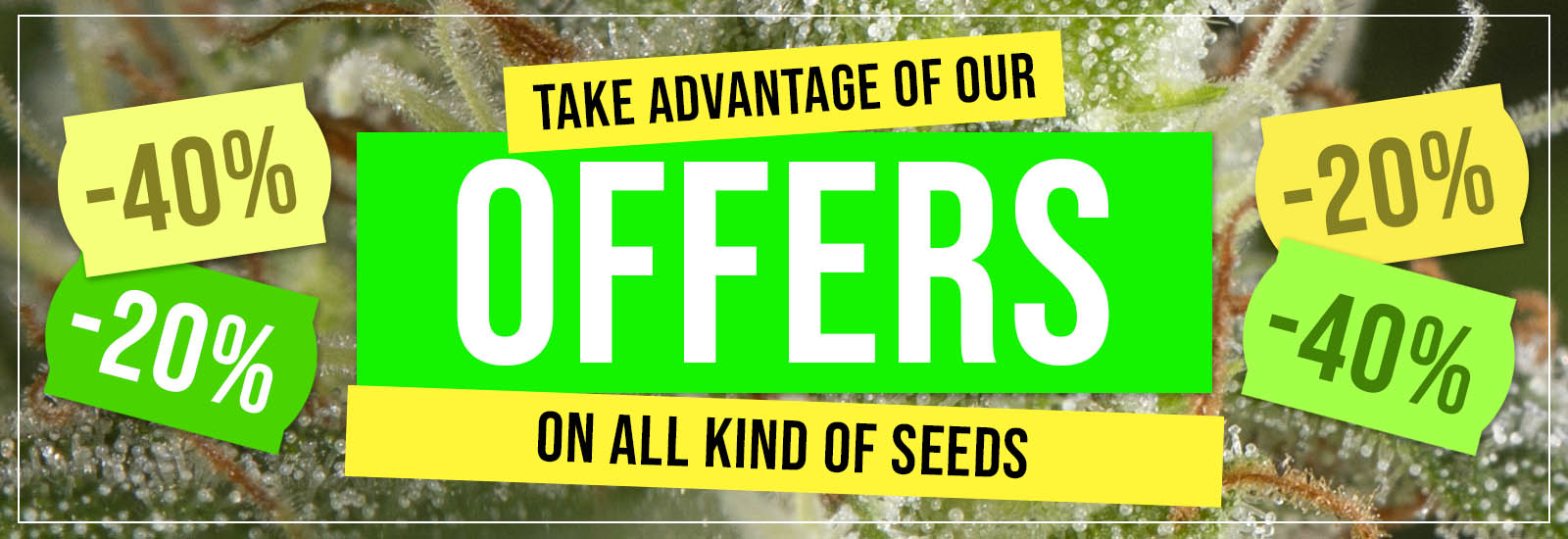 Seeds offer