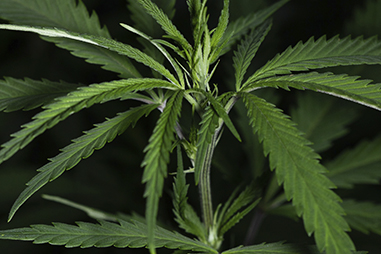 Engrais de croissance pour la cannabis
