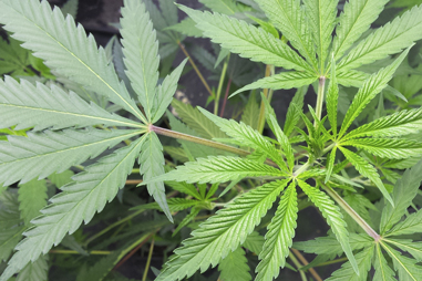 Fertilizantes de crecimiento para cannabis