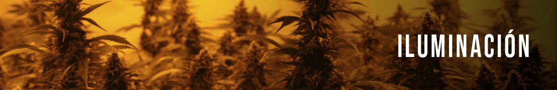 Iluminacion cultivo cannabis