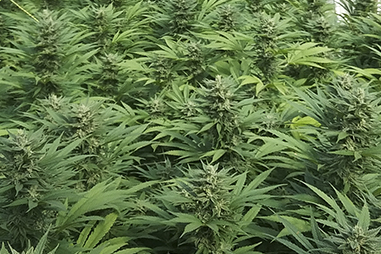 Hemp seeds
