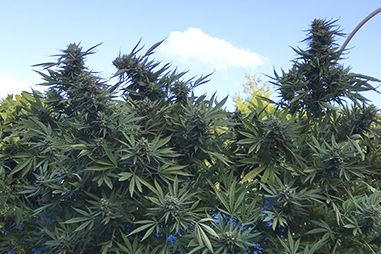 Feminisierte Cannabis Samen Katalog - La Huerta Growshop - La Huerta Grow  Shop